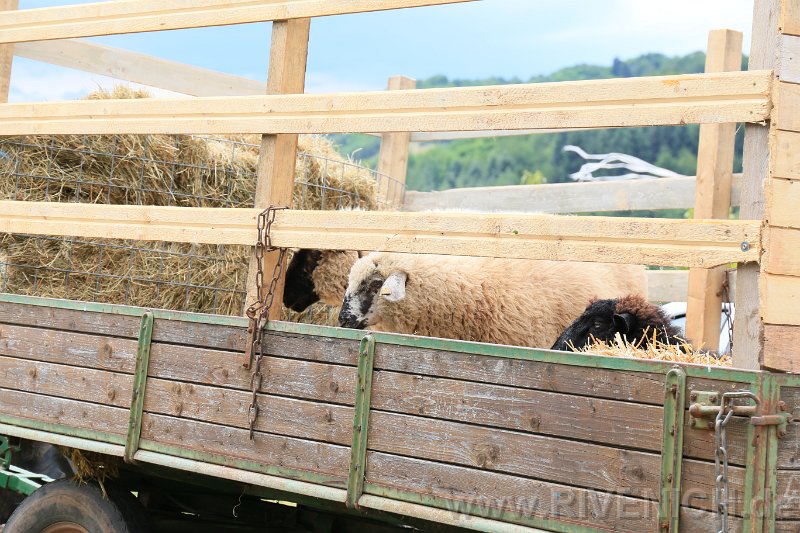 Mittsommerfest 2017 – Bild 91