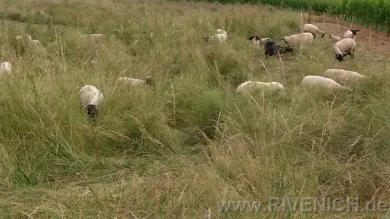 03 Sonntags in den Weinbergen – Bild 39
