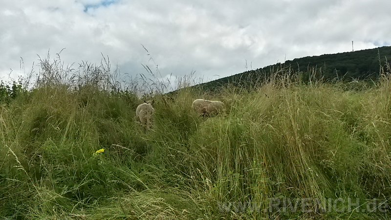 03 Sonntags in den Weinbergen – Bild 42