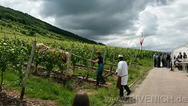 03 Sonntags in den Weinbergen – Bild 30