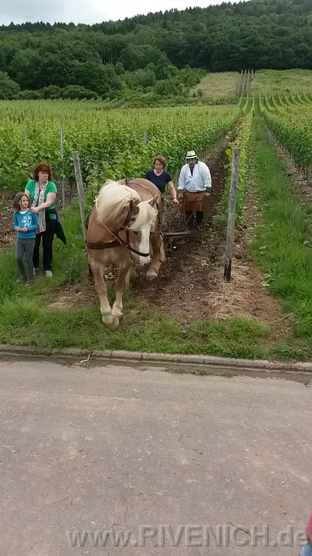 03 Sonntags in den Weinbergen – Bild 45