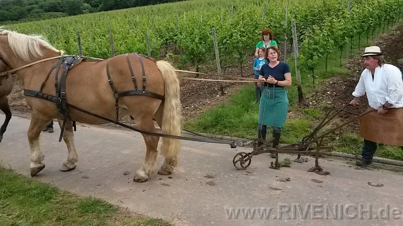 03 Sonntags in den Weinbergen – Bild 43