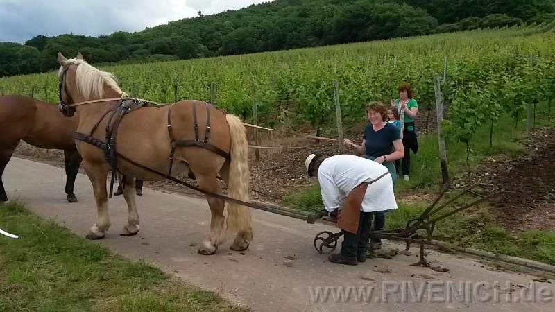 03 Sonntags in den Weinbergen – Bild 44