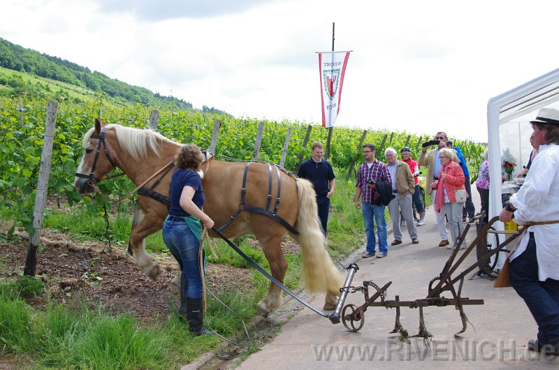 03 Sonntags in den Weinbergen – Bild 19